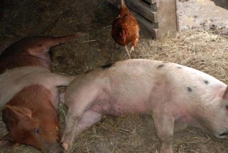 Weebles the Piglet: Part 2 Image
